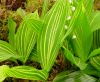 Show product details for Convallaria majalis Vic Pawlowski's Gold